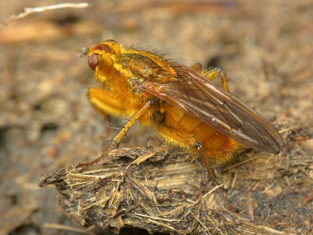 Scathophaga stercoraria (Linnaeus, 1758)